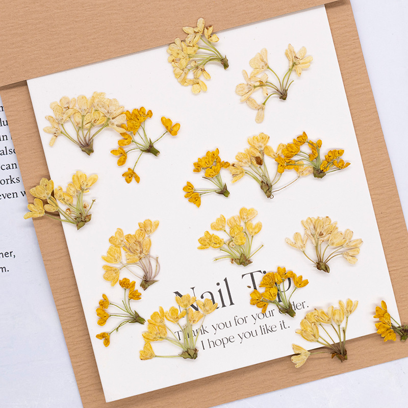 24pcs,Natural Real Pressed Flo - огляд і ціна Dried Flower Bookmark