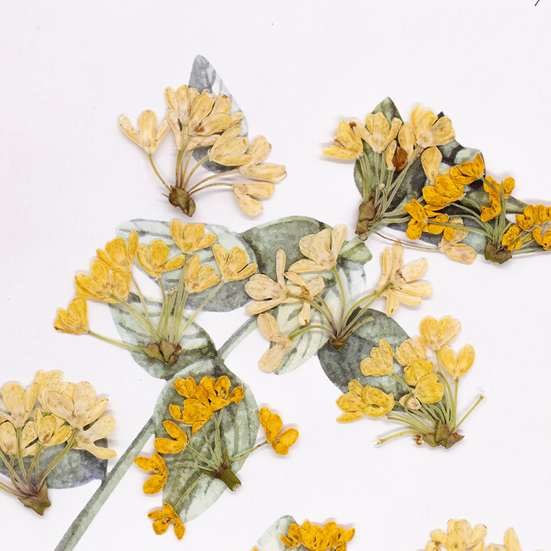 24pcs,Natural Real Pressed Flo - огляд і ціна Dried Flower Bookmark