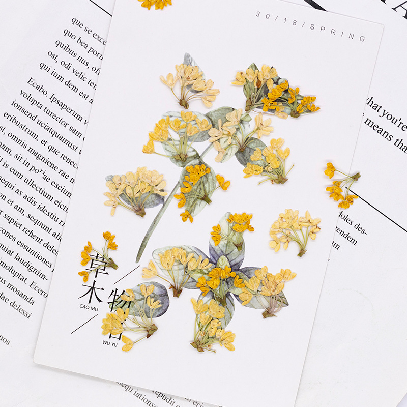 24pcs,Natural Real Pressed Flo - огляд і ціна Dried Flower Bookmark