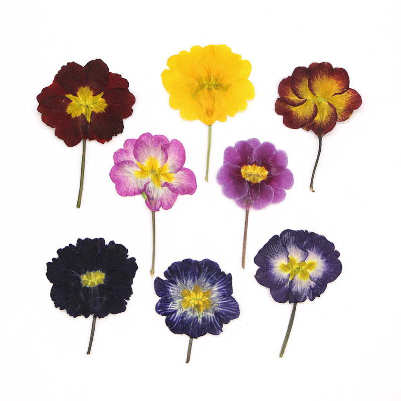 48Pcs European Primrose Teachi - огляд і ціна Dried Flower Bookmark